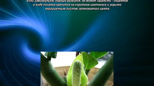 Как ухаживать за замиокулькасом смотреть онлайн