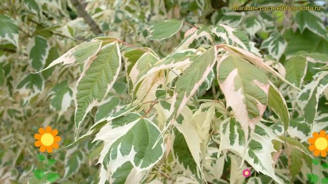Клен ясенелистный Вариегата. Краткий обзор, описание характеристик acer negundo Variegata смотреть онлайн