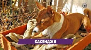 Топ-5 крупных собак для квартир