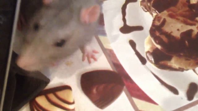 Крыс Макс и шоколад смотреть онлайн