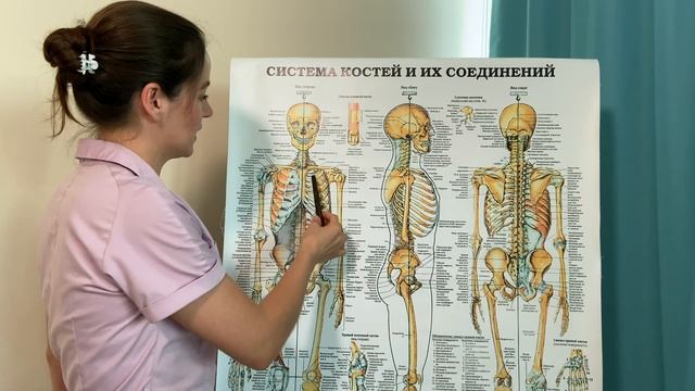 Анатомия костей смотреть онлайн