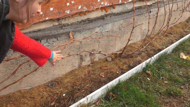 Осенняя обрезка винограда смотреть онлайн