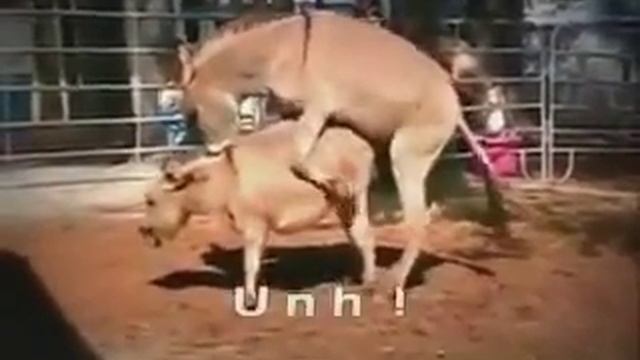 Ослы трахаются вот таким способом смотреть онлайн