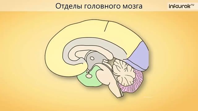 Класс Млекопитающие Общая характеристика смотреть онлайн