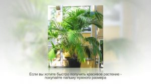 ПАЛЬМЫ в горшке. Какую ПАЛЬМУ завести