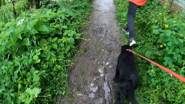 Лабрадор Цезарь гуляет после дождя, приучение щенка к поводку #лабрадор #лабрадорретривер #blackdog