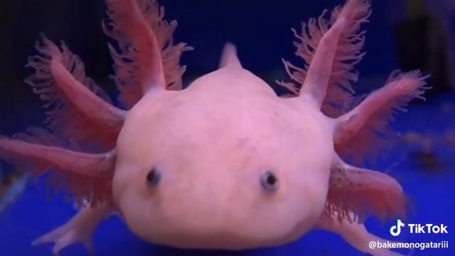 Я заболела ангиной видео не будет. И читайте описание... НЕ КЛИКБЕЙТ!!!! смотреть онлайн