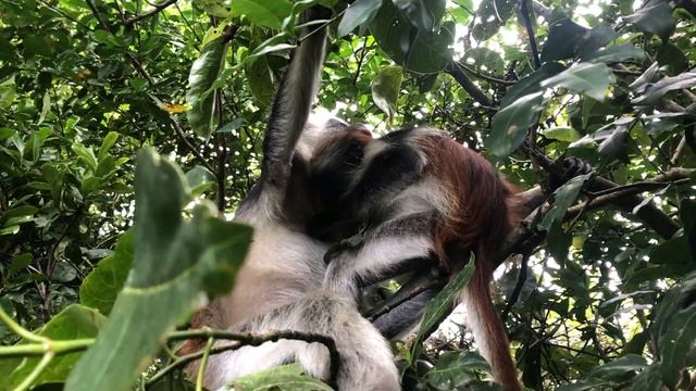 Африка. Танзания. Занзибар. Паже. Парк обезьян Джозани Форест (Jozani Forest) - 1 смотреть онлайн