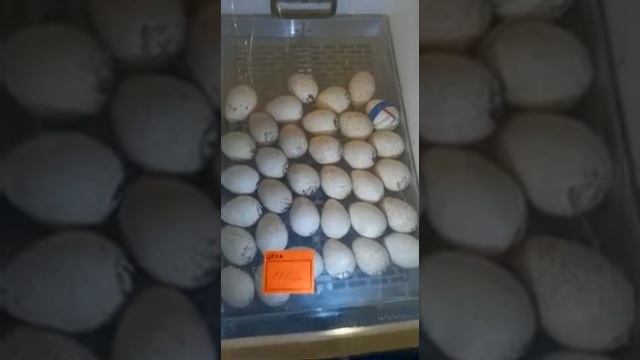 Отзыв МультиИнкубатор "Весна" смотреть онлайн