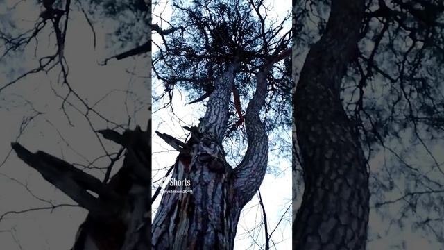 Сосна смотреть онлайн