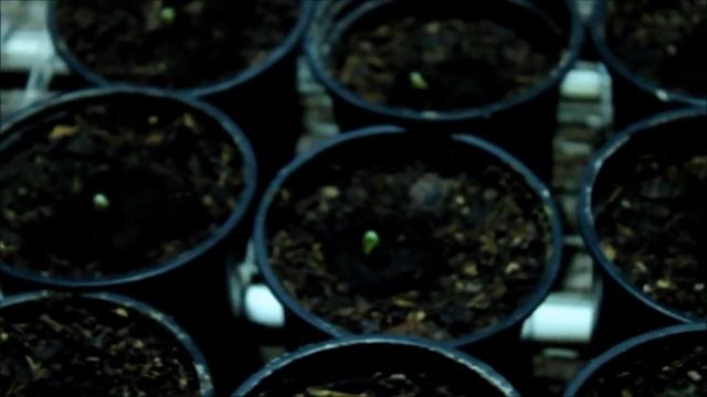 Начало всходов огурца включаем досветку смотреть онлайн