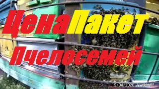 Цены пакетов,семей пчел.И всё таки это был рой.Состояние тестируемых пчелиных семей. смотреть онлайн