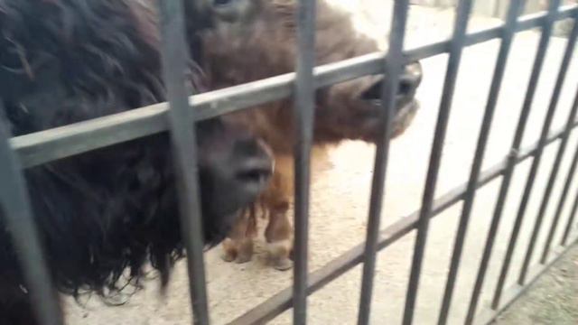 Смешные животные в зоопарке смотреть онлайн