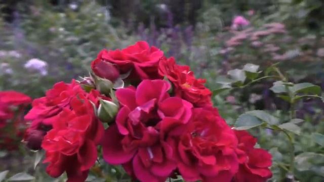 Роза Анжела и другие розы Сибирского сада смотреть онлайн