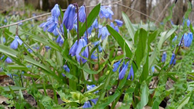 Весна в лесу смотреть онлайн