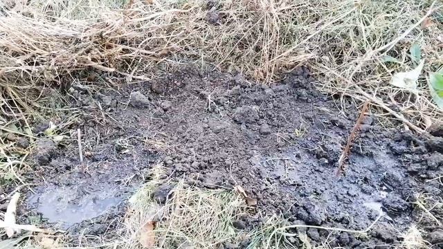 Осенняя посадка многолетников. смотреть онлайн