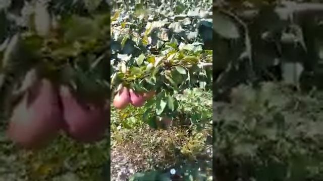 3-ЙИЛЛИК НОК У́РМОН ГУ́ЗАЛИ нашвант лесная красавица груша смотреть онлайн