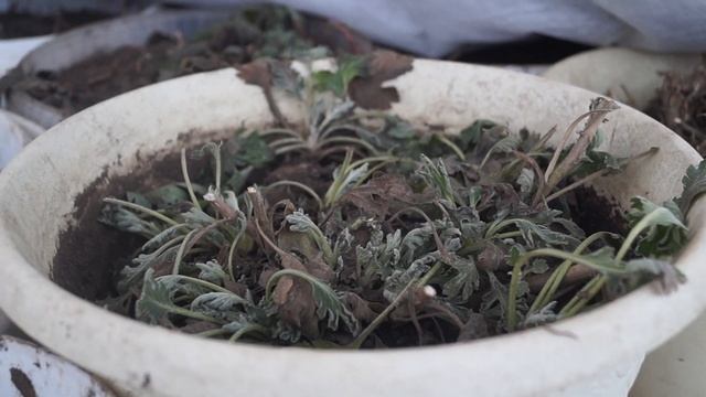 Хризантема.Как зимует хризантема в теплице, в яме. смотреть онлайн