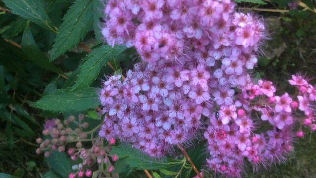 Spirée d'été, Spirea japonica 'Anthony Waterer' La touffe fleurie смотреть онлайн