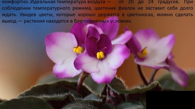 Строительные Консультации