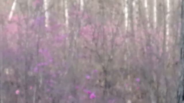 Багульник смотреть онлайн