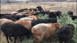 Чем подкармливаю овец зимой