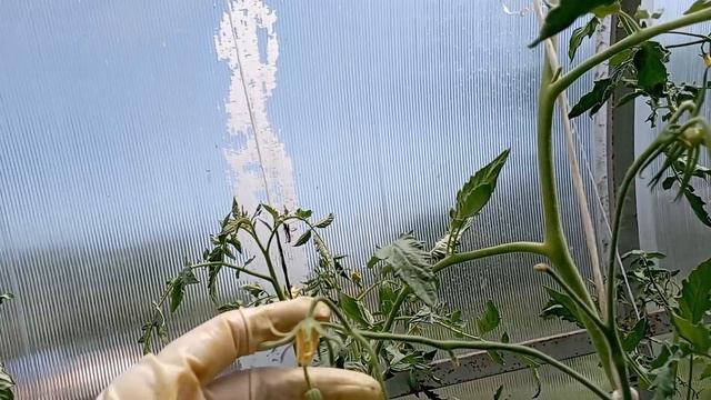 14 июня в теплице: обзор томатов (продолжение) смотреть онлайн