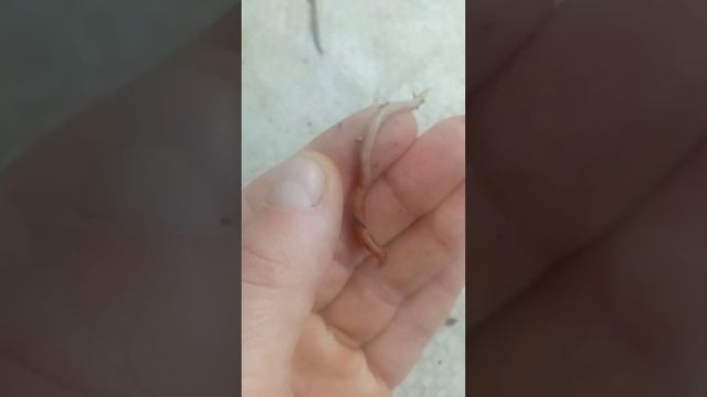 разведение червей, червь подлиственник