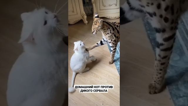 ДОМАШНИЙ КОТ ПРОТИВ ДИКОГО СЕРВАЛА смотреть онлайн