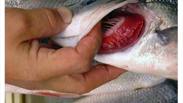 Как дышит рыба под водой смотреть онлайн