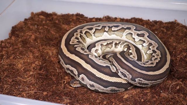 Ball Python - Full Collection Update - June 2017 смотреть онлайн