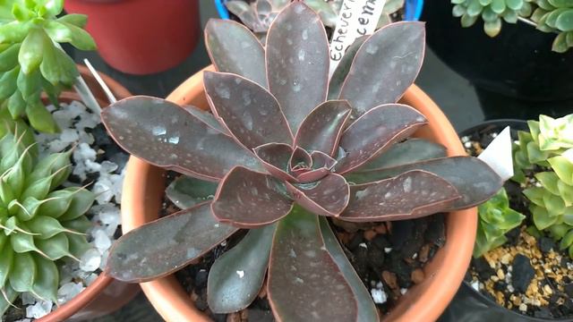 Seleção De Vasos E ARRANJOS Com Suculentas Coloridas | Simone Felic