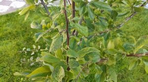 Летняя обрезка сливы. Июль-Август. Деревья 3-4 года.