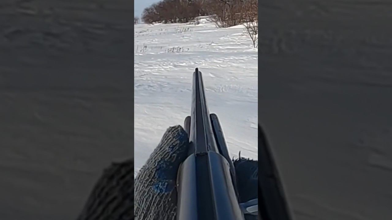 Дальний выстрел по зайцу #охота #охотаназайца смотреть онлайн