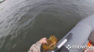 Ловля Леща на кольцо,на яйца,прикорм,крупный лещ на кольцо с лодки,бортовые удочки.Рыбалка на Каме