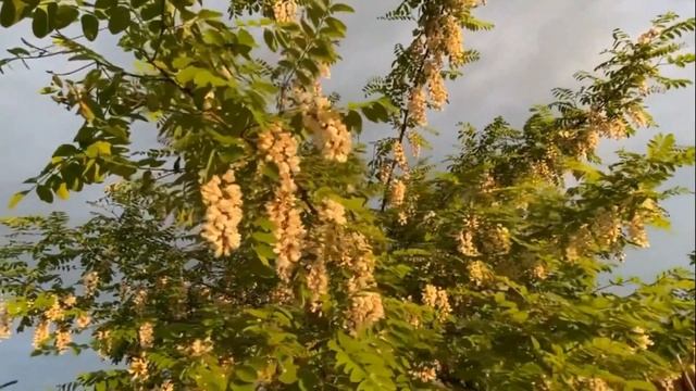 Ёлочка из леса и белая акация смотреть онлайн