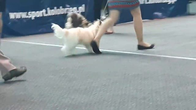 Suki młodzież cacib Kołobrzeg 2017 смотреть онлайн