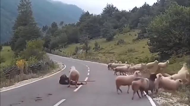 Баран напал на пастуха это надо видеть смотреть онлайн