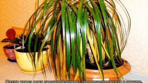 Как поливать драцену для правильного выращивания дома