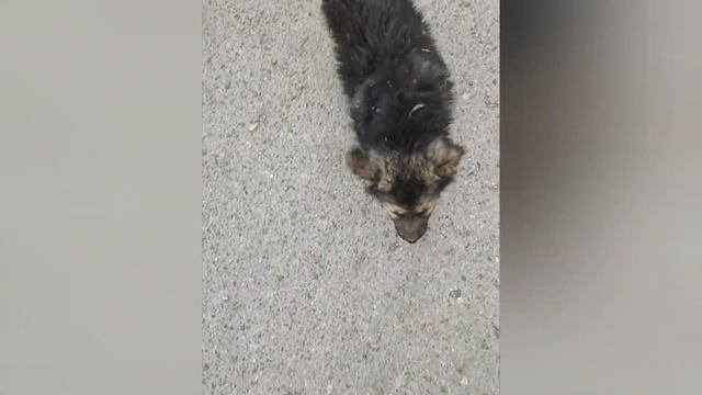 Можно я с тобой? | Нарезка "Можно я с тобой" с котами и собаками смотреть онлайн