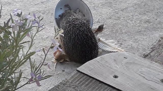 Жизнь замечательных зверей