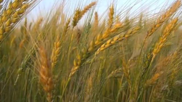 LA PARABOLA DEL SEMBRADOR смотреть онлайн