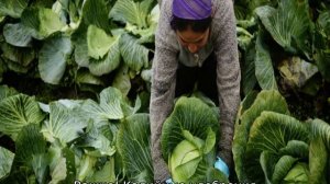 Капуста Парел