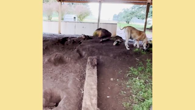 A massive rescue day! 3 cats, 3 dogs, a rabbit and a pig | Lee Asher смотреть онлайн