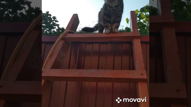 Байки кота Тимофея.Как я траву косил.автор Светлана Григорьева Голик смотреть онлайн