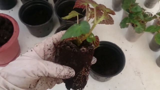 Ампельная бегония беллекония. Ампельная бегония Шардоне. пересаживаем ампельную бегонию в кашпо.