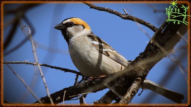 Голоса птиц Как поёт Воробей саксаульный (passer ammodendri).mp4 смотреть онлайн