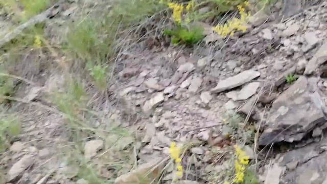 Где растет зверобой .Пора сбора. смотреть онлайн