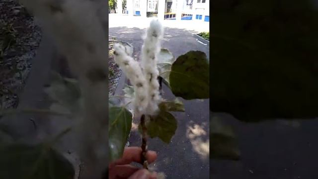Метель тополиная. 29.05.2019 смотреть онлайн
