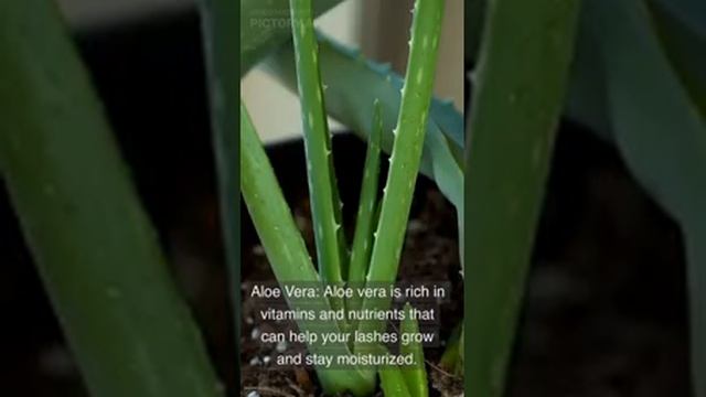 Как сделать ресницы более густыми и длинными естественным способом: советы и рецепты #shorts смотреть онлайн